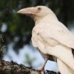 WhiteRaven