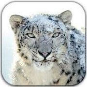 snowLeopard_IN